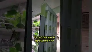 Как я создал автоматизированную СИТИФЕРМУ: урожай круглый год и прибыльный бизнес