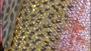 Missouri Blue Ribbon Trout Slam #shorts
