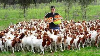 Why Don't You Need A Big Land to Raise Goats? My Journey to Create a Successful Free-range Farm
