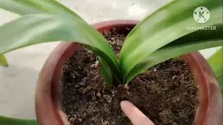 GIPPEASTRUM GULINI KUPAYTIRISH OSAN USULI VA PARVARISHI XAQIDA MUXIM MALUMOT.
