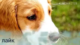 канал о животных