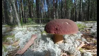 СЧАСТЬЕ ГРИБНИКА. ЭТО НАДО ВИДЕТЬ!!!