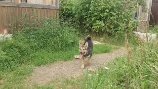 Собака Зетта на даче