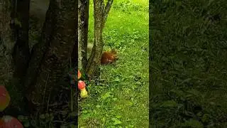 Время обеда.Белочка в гостях на даче🐿️ #рекомендации #лес #белочка #обед#живаяприрода #вкусно