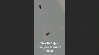 Ziva Dafnija - omiljena hrana za ribice