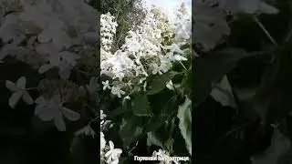 Гортензія СтарЛайт.