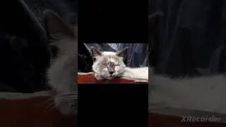 Qué mascota es mejor para ti? Perros vs Gatos