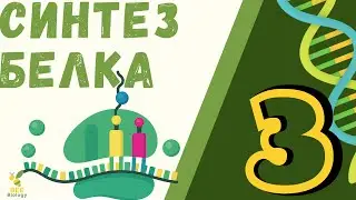 Биосинтез белка  • Обмен веществ