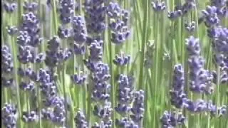 Sedative Herbs with Paul Bergner