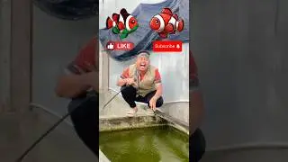 BILA INGIN MELIHAT IKAN DI DALAM KOLAM - indonesia kasih makan ikan nemo !