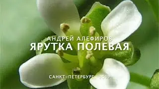 Field pennycress. Alefirov A.N.