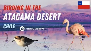 Birding in the Atacama Desert