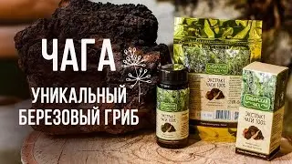 Чага – уникальный березовый гриб – Полезные свойства