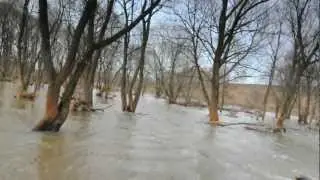 На дереве во время половодья