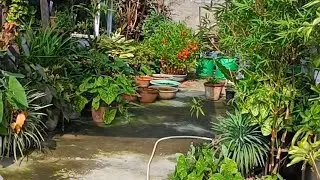 My terrace garden during monsoon