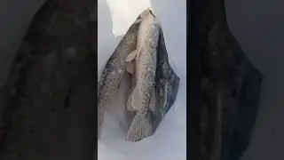 Мой улов
