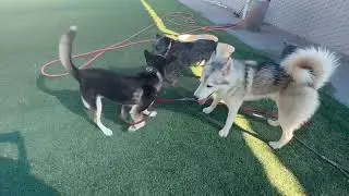 🐾 Meet Beauty, the Blue Cattle Dog Who Lives Up to Her Name! 🐾