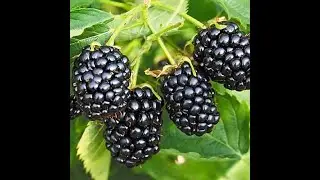 Thornless Blackberries - the best varieties. Secrets to caring for thornless blackberries in the ...