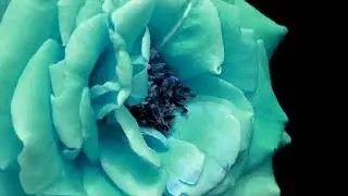 Copyright Free Trippy Flower Video
