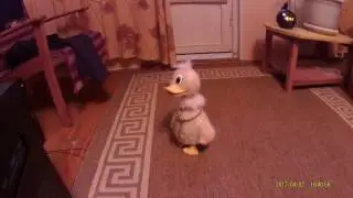 Танец маленьких утят..