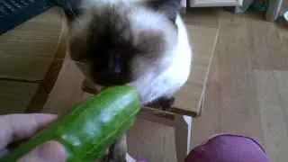 Кузя и огурец