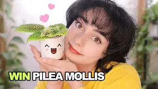 How to Grow Pilea Mollis 