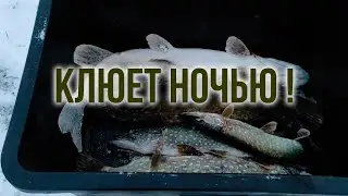 Зимняя рыбалка на жерлицы. Перволедье 2019. Жерлицы простояли ночь.