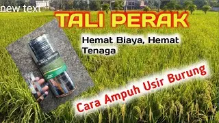 TALI PERAK PENGUSIR BURUNG.#Taliperak#pengusir burung#hemat#padiunggul
