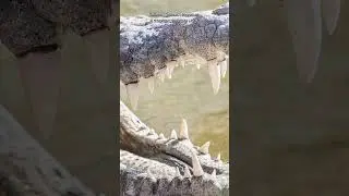 Кайман откусил ногу