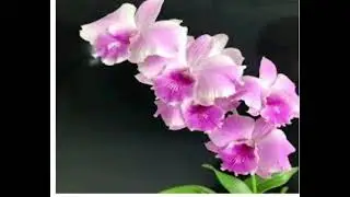 #orchid