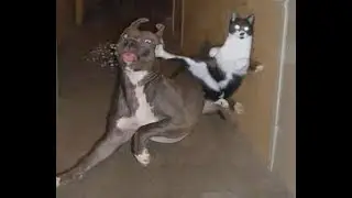 Kucing lucu AKHIR TAHUN 2021 komplikasi kucing lucu bikin ngakak , FOG Chanel