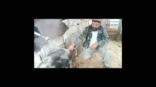КАК ПРАВИЛЬНО ИЗМЕРЯТЬ ТЕМПЕРАТУРУ У СВИНЬИ.