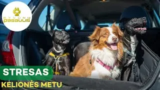 Ką daryti, kad gyvūnas kelionės metu nestresuotų?
