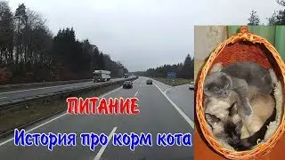 Питание и История про корм кота