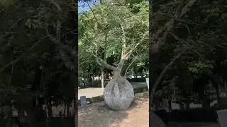 Природа в Баку, баобабы