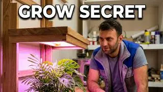 How to Choose the Right Indoor LED Grow Light for Your Plants