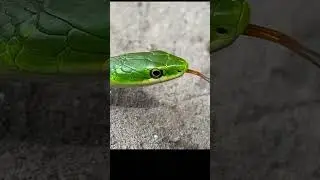 Green Snake Video Snek 🐍 