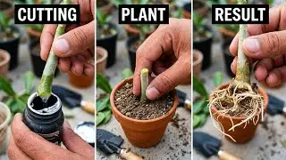How To Propagate Adenium Plant | Growing Desert Rose From Cutting