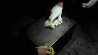 Копченая рыба линь.апрель 2019
