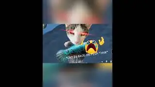 jay vs cliffs and cats #WutheringWaves #gaming #vtuber #vtuberen