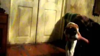pointeri fani 2
