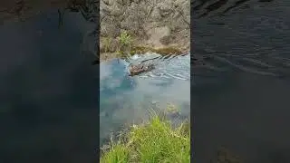 кряква с крошками 🦆🐤🐤🐤🐤❤