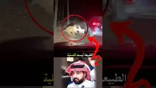 ​لماذا يجب الحذر أثناء السفاري؟ درس مهم جداً ​