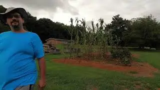 Giant Corn Update Aug 10th Tropical Storm Debby
