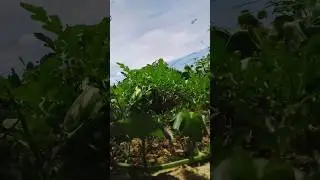 #roça #quixabeira #melancia #agro #natureza #lindos #