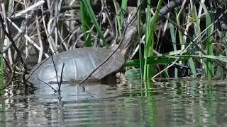 RARE ENDANGERED Western Pond Turtle seen at Hagg Lake Oregon!