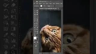 Fix Animated or Scrubby Zoom in Adobe Illustrator, zoom setting in Illustrator, 