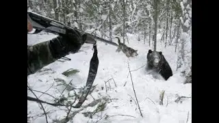 Лютая расправа над медведями The brutal massacre of bears