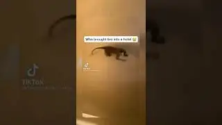 Who brought a monkey in? 😭 #viral #mrbeast #meme #shorts