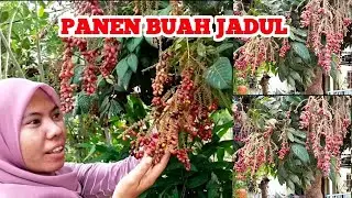 panen buah jadul di samping rumah